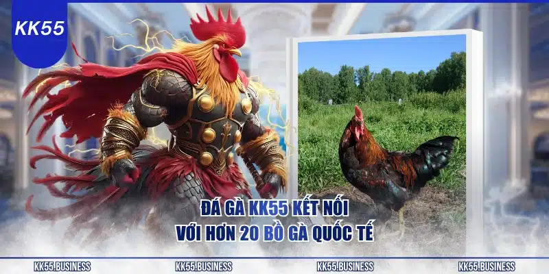 Đá Gà KK55 - Cá Cược Chuyên Môn Cao 1 da-ga-kk55-ket-noi-voi-hon-20-bo-ga-quoc-te